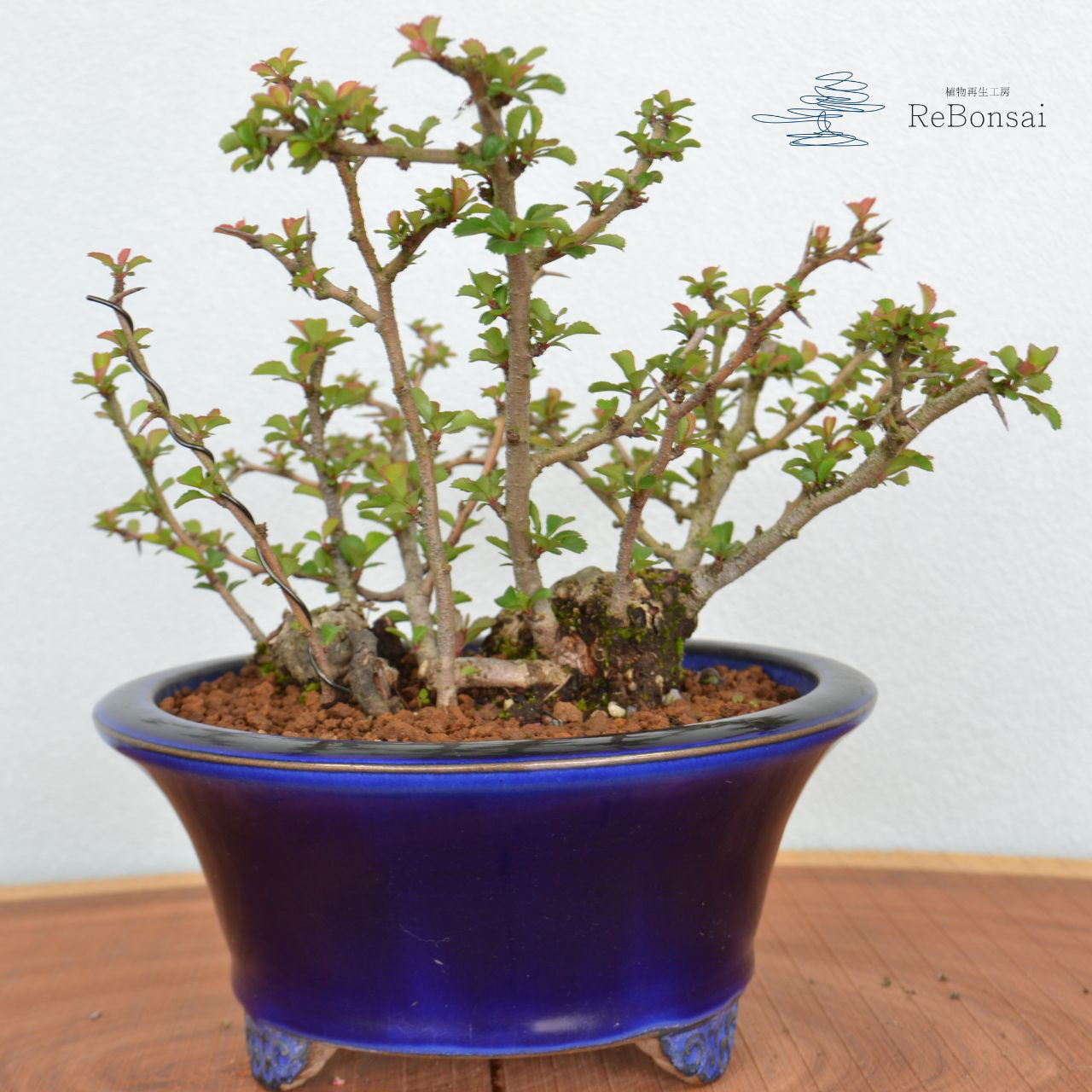 インテリア盆栽「長寿梅 - 赤花」