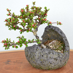 インテリア盆栽「ベニシタン」 盆栽 ReBonsai 通販 17824582｜Creema