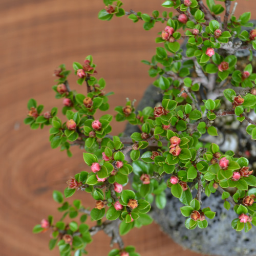 インテリア盆栽「ベニシタン」 盆栽 ReBonsai 通販 17824582｜Creema