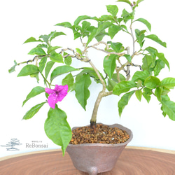インテリア盆栽「ブーゲンビリア」 盆栽 ReBonsai 通販 17824651