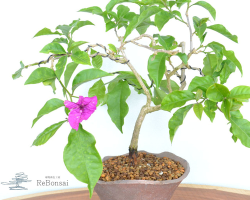 インテリア盆栽「ブーゲンビリア」 盆栽 ReBonsai 通販 17824651