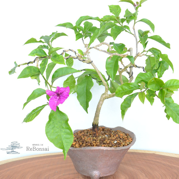 インテリア盆栽「ブーゲンビリア」 盆栽 ReBonsai 通販 17824651