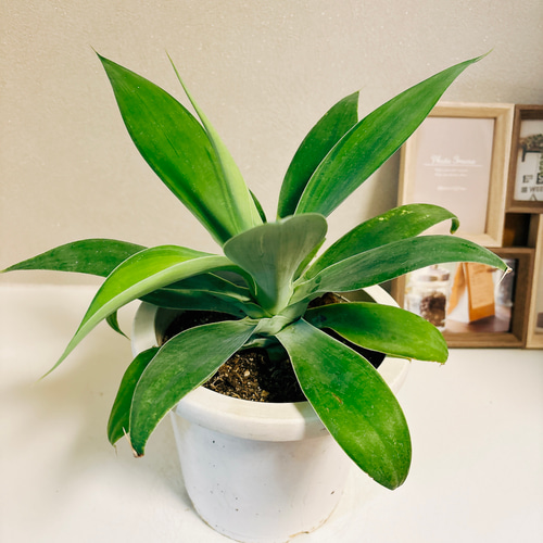 アガベ 観葉植物 幹立ち　アテナータ　斑入り　幹上がり　希少　アガベアテナータ ☆幹立ちがカッコいい☆アガベ・アテナータ(白斑)6号