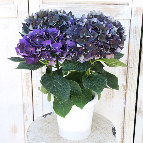 鉢花 アジサイ ディープパープル 5号 紫陽花 秋色 アンティーク シック