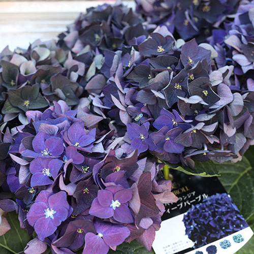 【特選】　アジサイ　ディープパープル　5寸1種2鉢 紫陽花 いい花の新基準 : ジャパンフラワーセレクション（JFS）