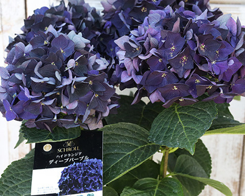 鉢花 秋色紫陽花 アジサイ ディープパープル 5号ポット
