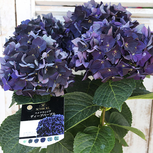 鉢花 秋色紫陽花 アジサイ ディープパープル 5号ポット