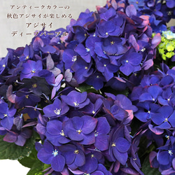 鉢花 アジサイ ディープパープル 5号 紫陽花 秋色 アンティーク シック