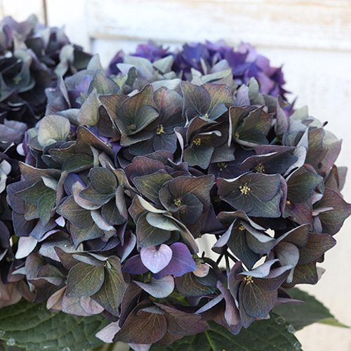 鉢花 秋色紫陽花 アジサイ ディープパープル 5号ポット