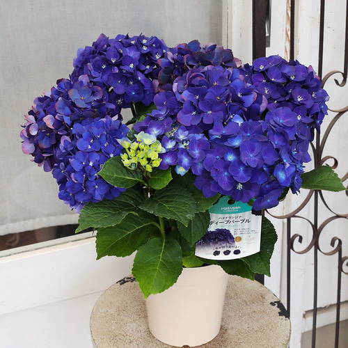 鉢花 アジサイ ディープパープル 5号 紫陽花 秋色 アンティーク シック