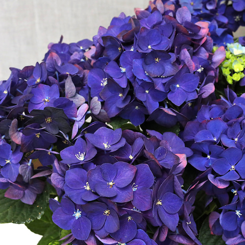 鉢花 アジサイ ディープパープル 5号 紫陽花 秋色 アンティーク シック