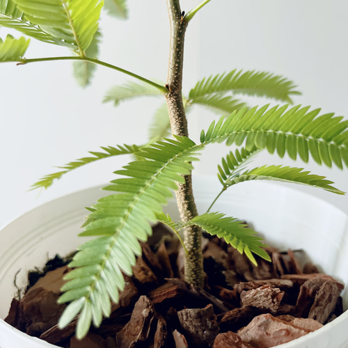 エバーフレッシュ ネムノキ 曲がり 観葉植物 大型 室内 calm cafe