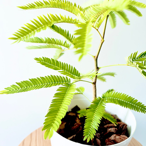 送料無料》エバーフレッシュ 5号鉢 40cm 観葉植物 多肉植物 calm