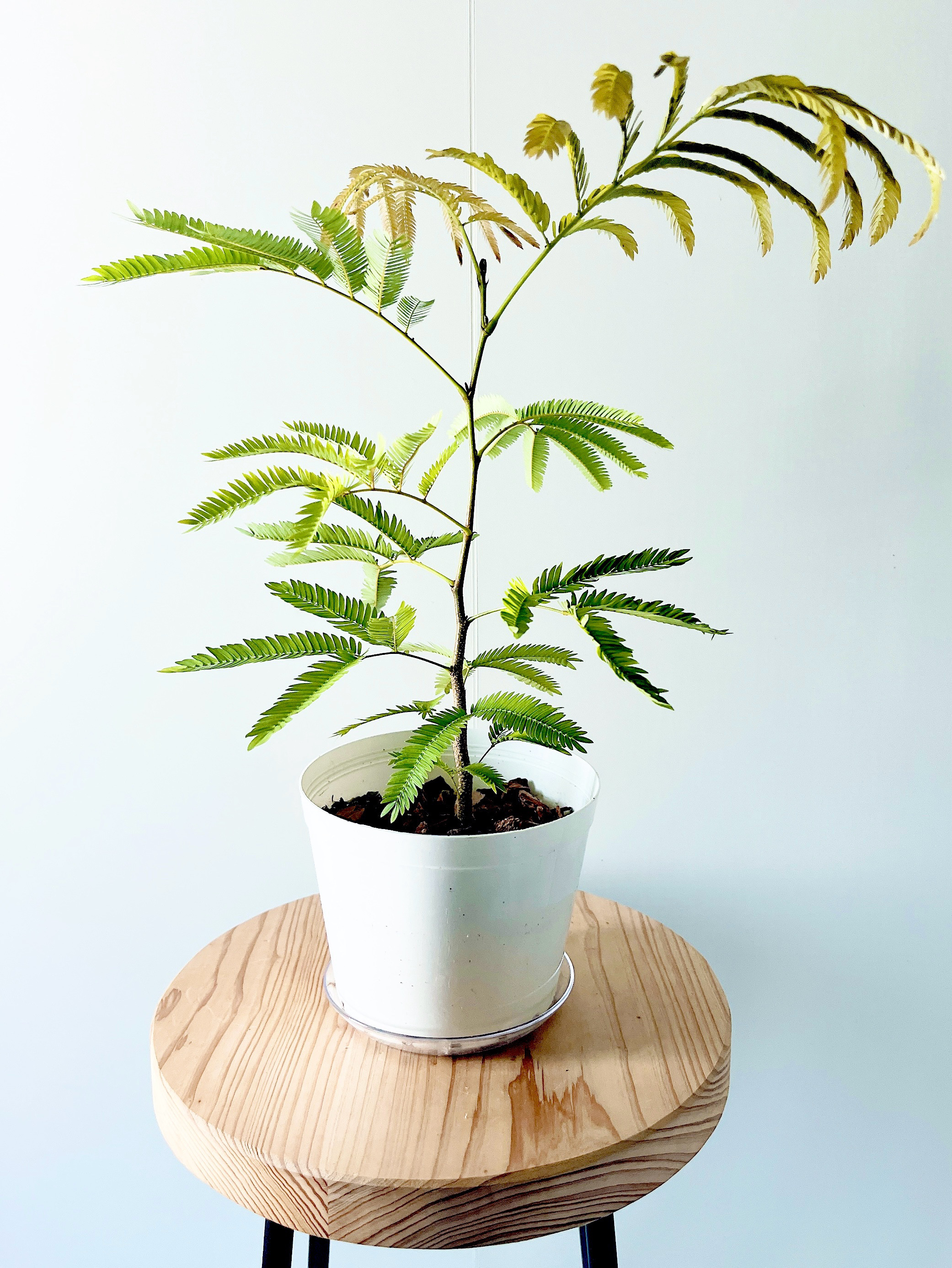 【一点限定】エバーフレッシュ 曲がり 花芽付き Lサイズ 観葉植物 calm 一点限定】エバーフレッシュ 曲がり 花芽付き Lサイズ 観葉植物