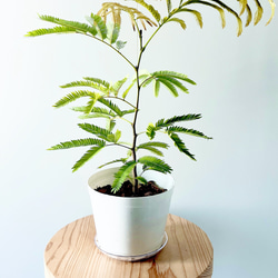 【限定特価】エバーフレッシュ 人気の大型観葉植物 calm cafe e900111ff51f9de0bbc2bcc3c792bb