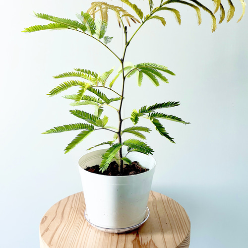 送料無料》エバーフレッシュ 5号鉢 40cm 観葉植物 多肉植物 calm