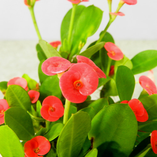 花麒麟　濃いピンク　鉢植え　【親株】 Amazon.co.jp: 花麒麟ハナキリントウダイグサ科の多肉植物