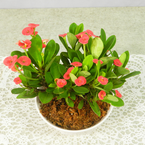 花麒麟　濃いピンク　鉢植え　【親株】 ハナキリン（花麒麟）】を徹底解説｜多肉植物好きは沼落ち必至