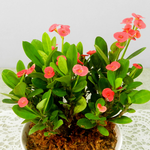 ハナキリン　シャインキッス　多肉植物　花麒麟 楽天市場】多肉植物：大輪花キリン シャインキッス*ユーフォルビア