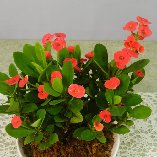 花麒麟　濃いピンク　鉢植え　【親株】 花麒麟 濃いピンク 鉢植え 【親株】