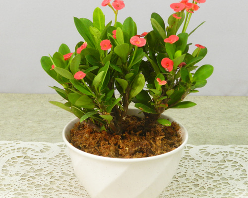 花麒麟　濃いピンク　鉢植え　【親株】 Amazon.co.jp: 花麒麟ハナキリントウダイグサ科の多肉植物