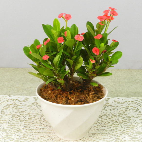 ☆ENGEI ichioki☆花麒麟・ハナキリン・陶器鉢05◇多肉植物・観葉植物