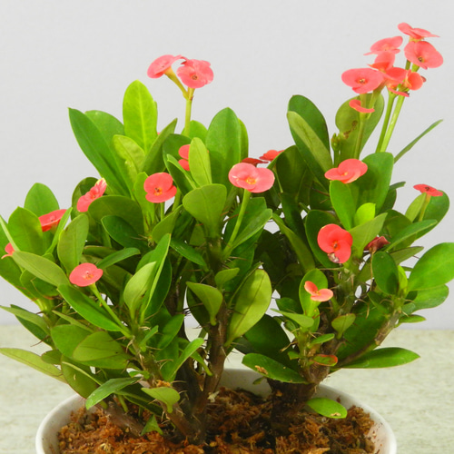 ☆ENGEI ichioki☆花麒麟・ハナキリン・陶器鉢05◇多肉植物・観葉植物