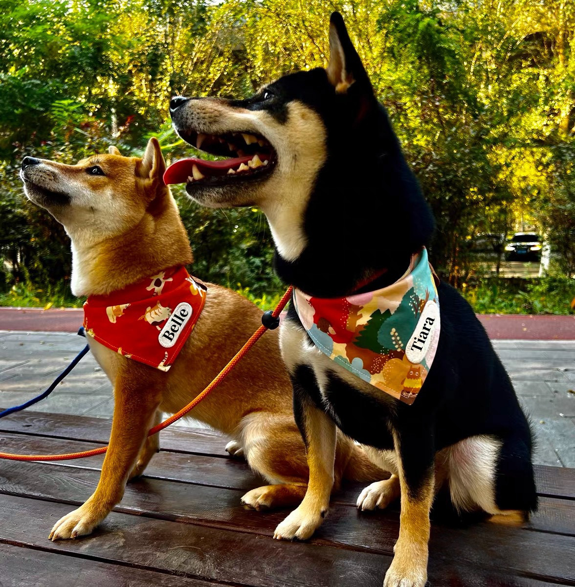 猫&小型犬用バンダナ/星にボーダー③ 遅く n-0144シリーズ 