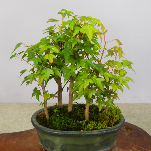 ☆ENGEI ichioki☆唐楓・トウカエデ・小品盆栽◇形良好な小品