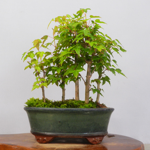 ☆ENGEI ichioki☆唐楓・トウカエデ・小品盆栽◇形良好な小品