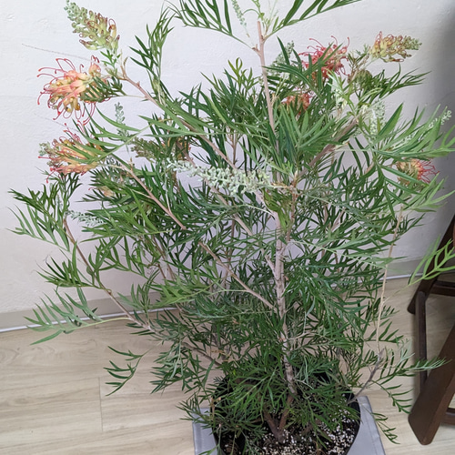 最上級品♥ まだまだ珍しい❗ グレビレア ココナッツアイス オージー