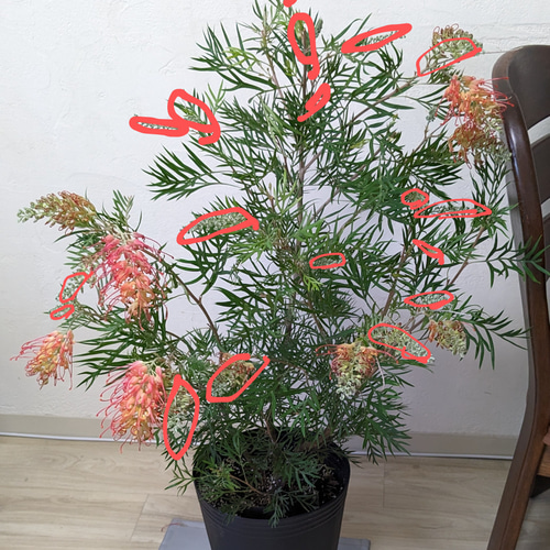 【現品】グレビレア・ココナッツアイス　グレビリア　10号　４G番 現品】グレビレア・ココナッツアイス グレビリア 10号 4G番