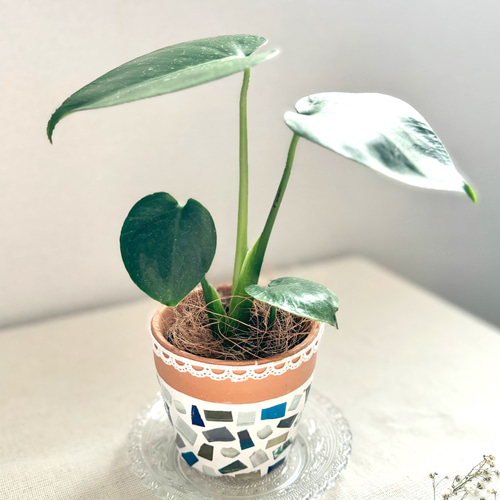 現品限り】【大人気】モンステラデリシオーサ◇手のひらサイズ◇実生苗