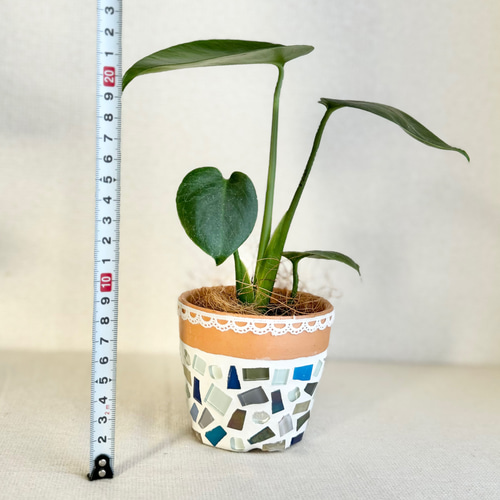 現品限り】【大人気】モンステラデリシオーサ◇手のひらサイズ◇実生苗