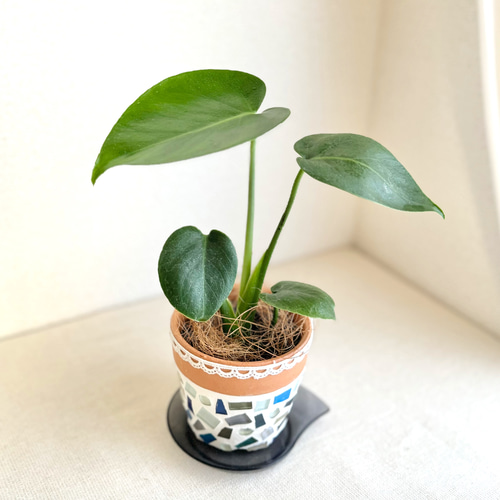 現品限り】【大人気】モンステラデリシオーサ◇手のひらサイズ◇実生苗