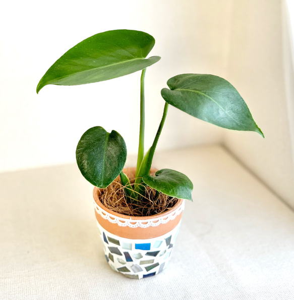 現品限り】【大人気】モンステラデリシオーサ◇手のひらサイズ◇実生苗