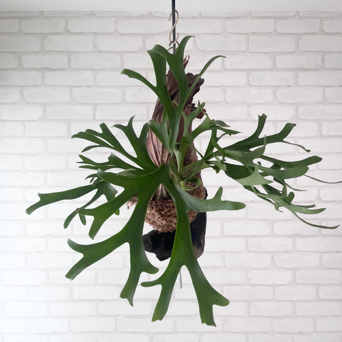 ビカクシダ コウモリラン キッチャクード 流木付け 観葉植物