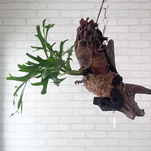 ビカクシダ コウモリラン キッチャクード 流木付け 観葉植物