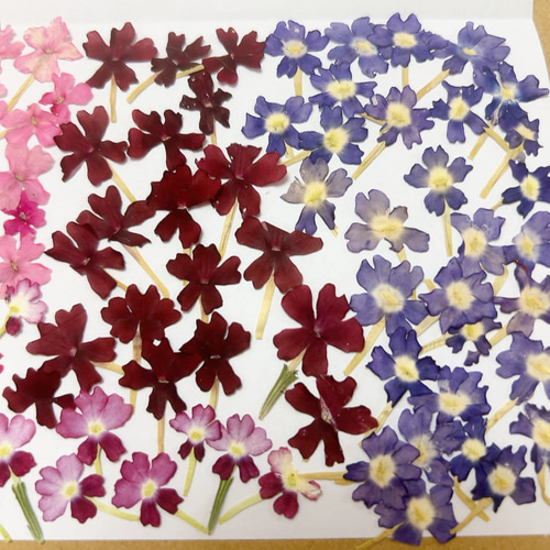 押し花 花材セット バーベナ ① ドライフラワー Satsuki 通販