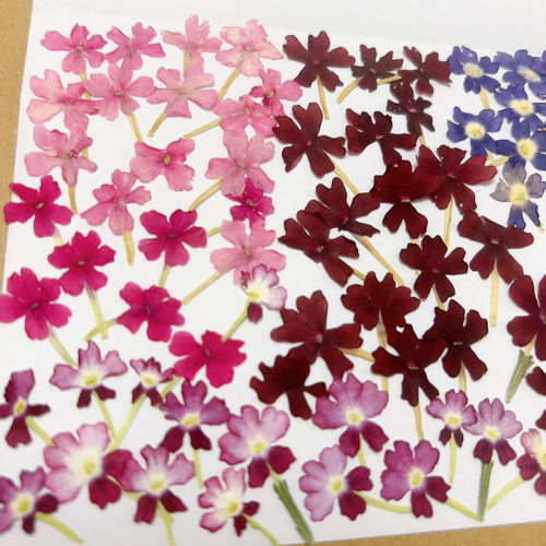押し花 花材セット バーベナ ① ドライフラワー Satsuki 通販