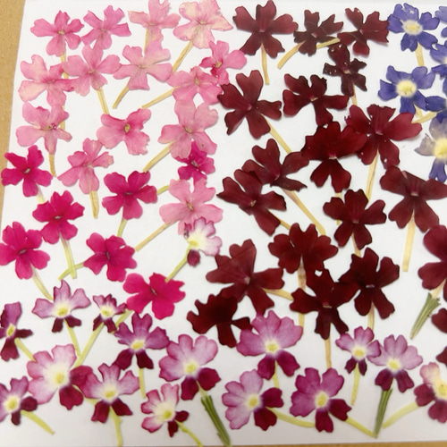 押し花 花材セット バーベナ ① ドライフラワー Satsuki 通販