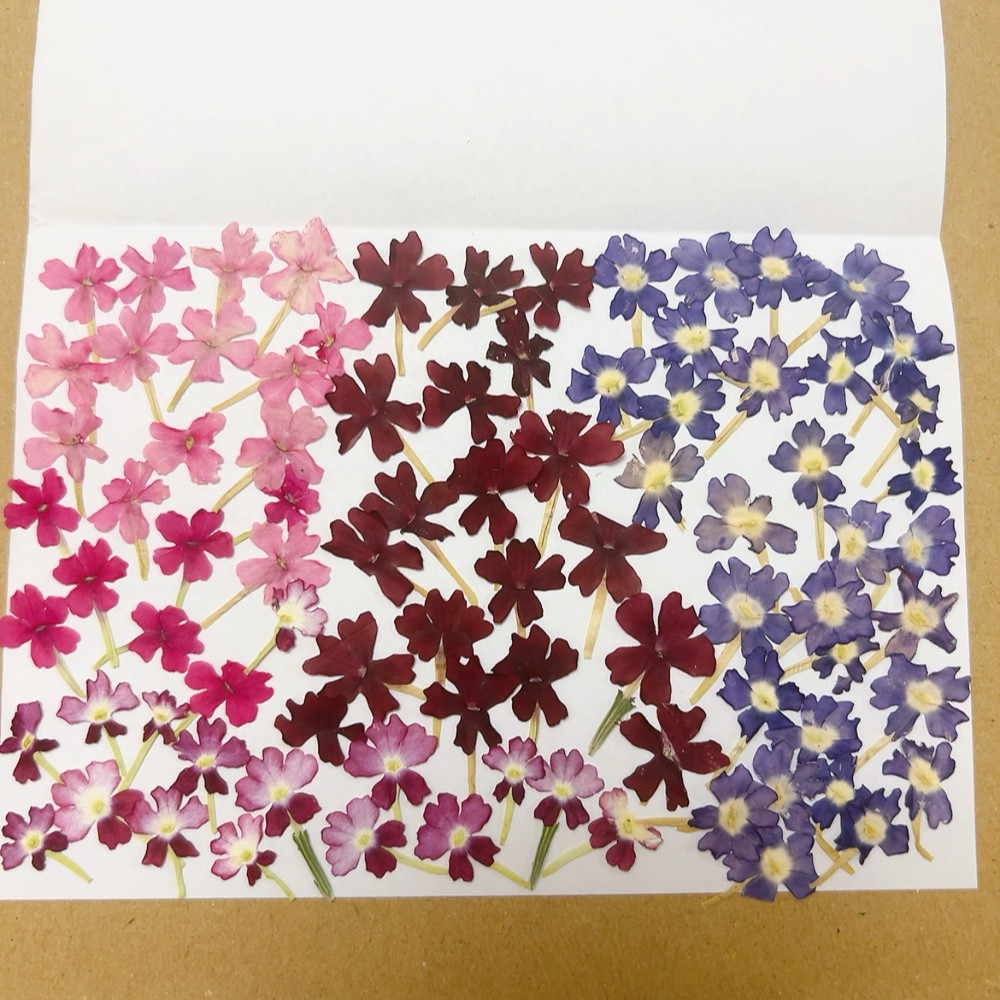 押し花 花材セット バーベナ ① ドライフラワー Satsuki 通販
