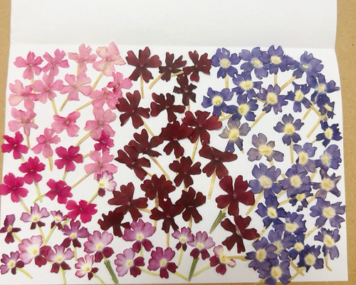 花*花専用ページ 押し花 花材セット バーベナ ① ドライフラワー Satsuki 通販