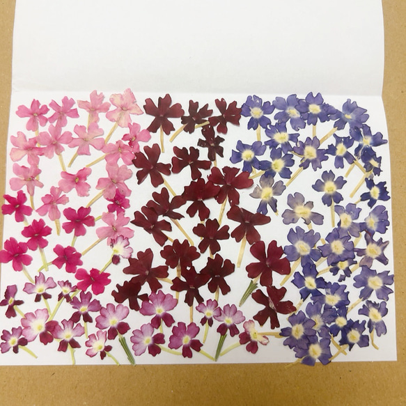押し花 花材セット バーベナ ① ドライフラワー Satsuki 通販