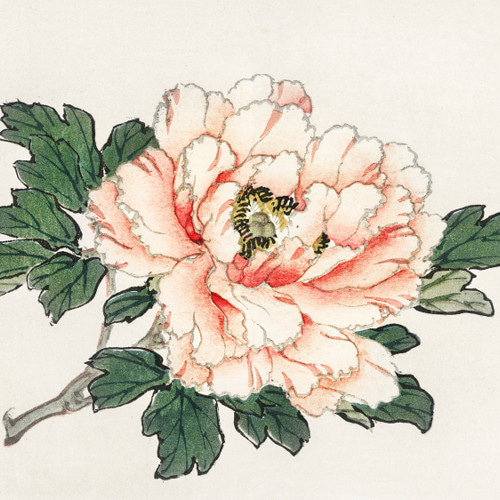 NO.587】牡丹の花の日本画アートポスター☆和柄植物浮世絵お正月