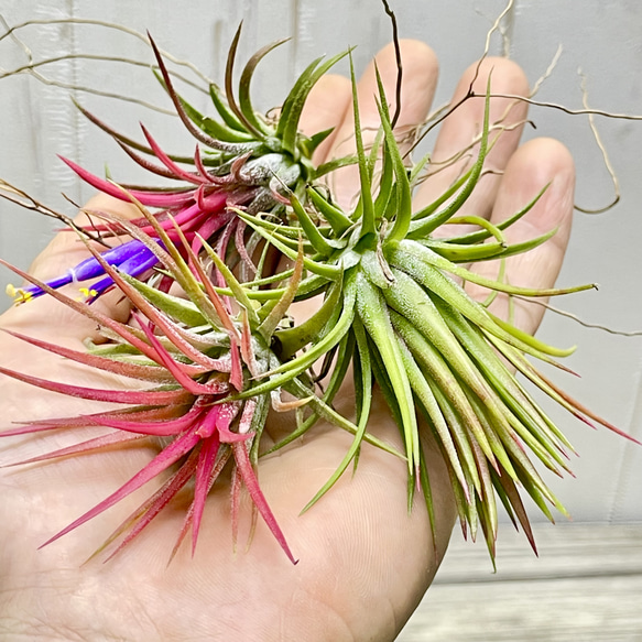 発色良好  Tillandsia エアプランツ イオナンタ  フエゴ  3株 6枚目の画像