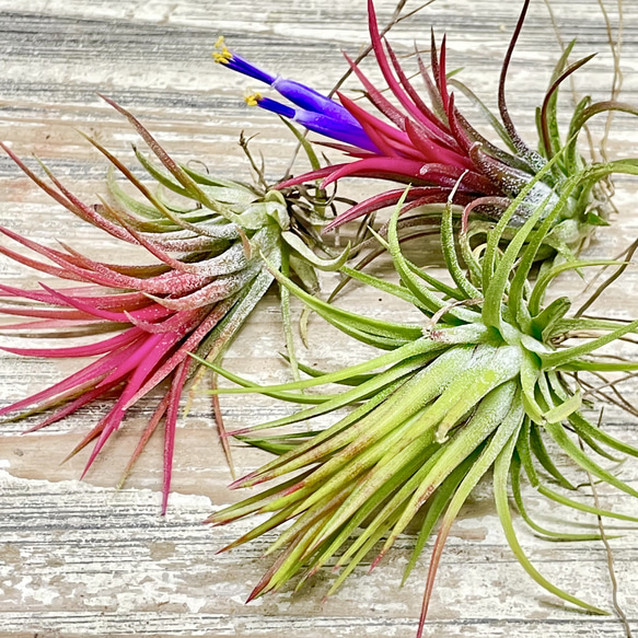 発色良好  Tillandsia エアプランツ イオナンタ  フエゴ  3株 2枚目の画像