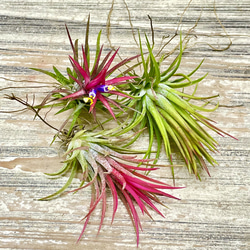 発色良好  Tillandsia エアプランツ イオナンタ  フエゴ  3株 1枚目の画像