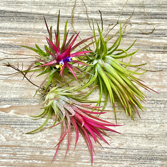 発色良好  Tillandsia エアプランツ イオナンタ  フエゴ  3株 1枚目の画像