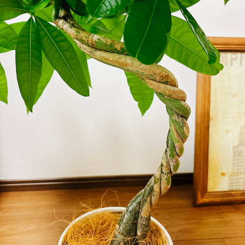 現品］4番 パキラ 編み込み 曲がり 7号 観葉植物 室内 おしゃれ